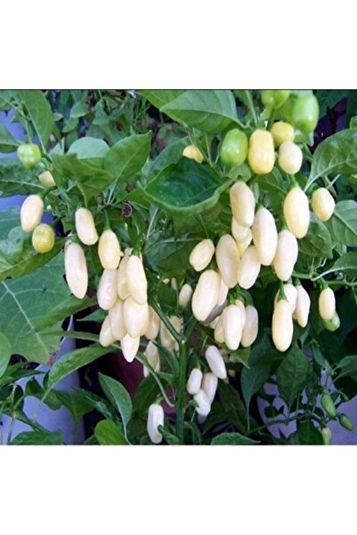Tohum Dünyam Beyaz Habanero Biber Tohumu