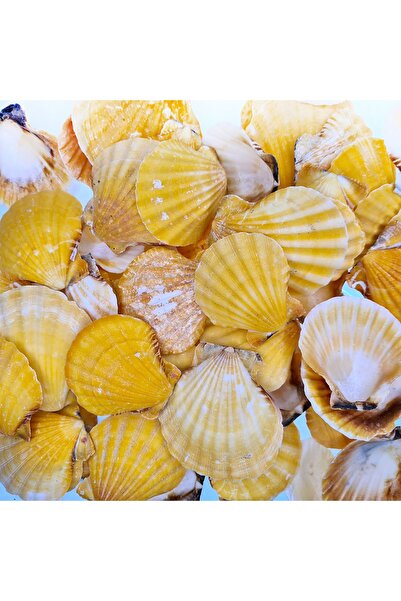 evinizdeki okyanus esintisi turkuaz hediyelik Gerçek Deniz Kabuğu 100 Gr Pake...