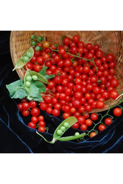 Tohum Dünyam Sweet Pea Currant Domates Tohumu