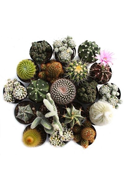 LEVANT Simena Kaktüs Ve Sukulent Seti Premium 12 Adet
