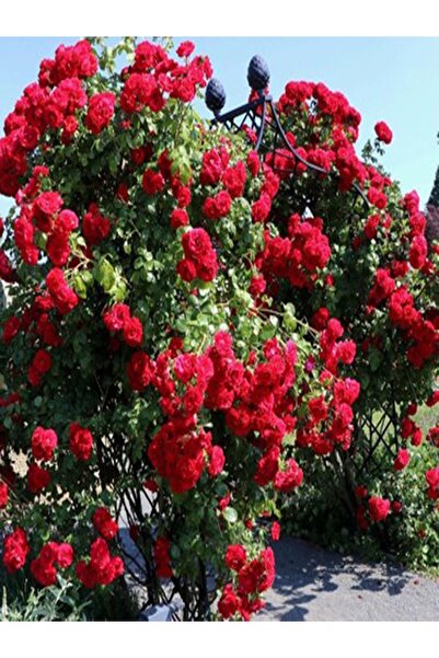 ŞURA ORGANİK TARIM ÇİÇEKÇİLİK 1 Adet Gül Fidanı Kırmızı Aşılı Gül Fidanı Tüpl...