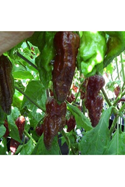 Tohum Dünyam Black Naga Biber Tohumu