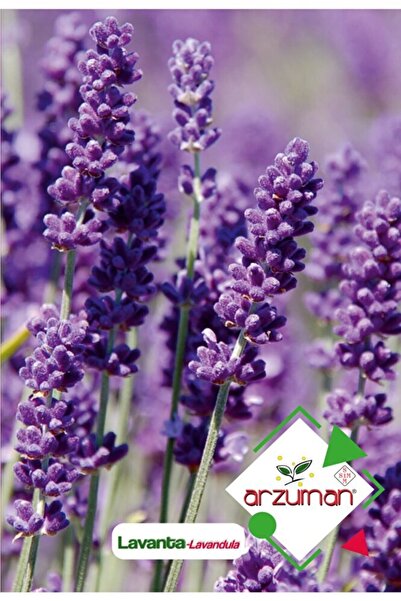 Arzuman Lavanta (lavandula) Çiçek Tohumu 100 Adet