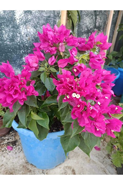 Doruk Fidancılık Sarılıcı Begonvil Çiçeği Fidanı Saksılı