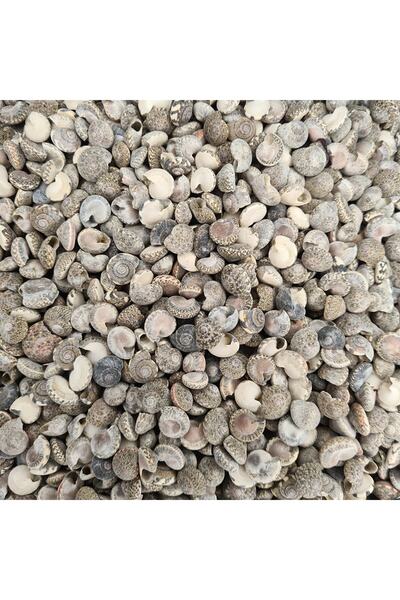 Real Seashell 100 Gr Package Umbinium