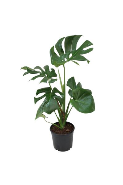 AKDOĞA Monstera Deliciosa - Deve Tabanı Ev Ofis Bitkisi Çiçek