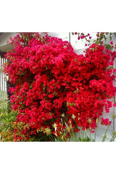 fidanistanbul Begonvil Fidanı Kırmızı Fuşya Bougainvillea glabra San Diego Re...