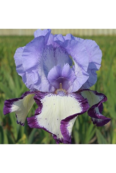 Genel Markalar 2 Adet Özel Renkli Iris (SÜSEN) Çiçeği Soğanı