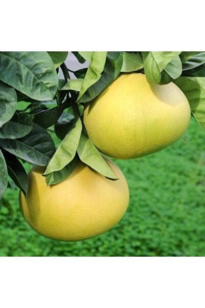 fidanpaketim Tüplü Aşılı Içi Kırmızı Şadok Pomelo (ağaç Kavunu)