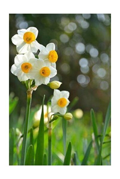 Tohum Dünyam Nergiz Tohumu 5 Adet Tohum Nergis Çiçeği Tohumu Çiçek Tohumu