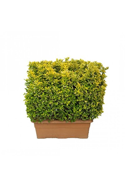Işık Peyzaj Euonymus Japonicus Cassetta - Yeşil Taflan