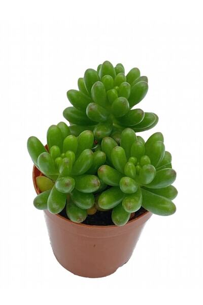 Fintarla Sedum Rubrotinctum - Jelibon Sukulent 5.5 Cm