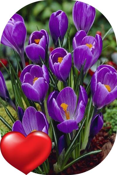 SARI TARIM 40 Adet Safranbolu Gerçek Safran Soğanı Crocus Sativus