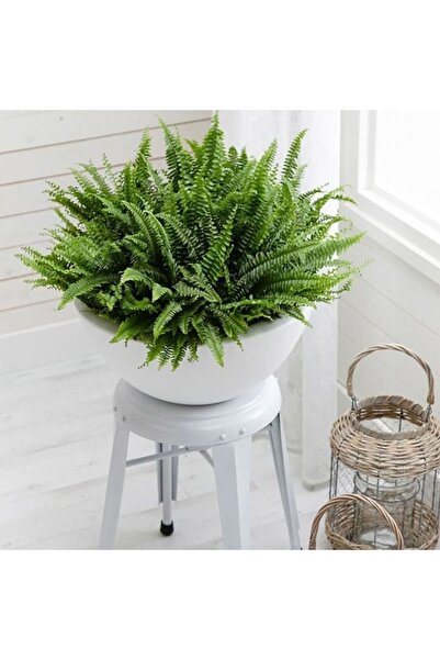 Genel Markalar Aşk Merdiveni (fujer)xl