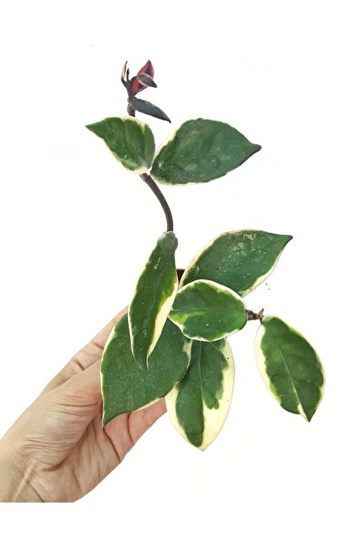 Hoya Carnosa Krimson Queen Variegated Candle Flower