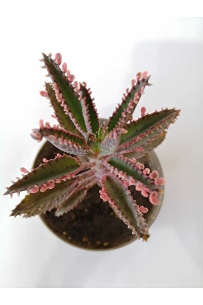 Genel Markalar Pembe Aşkın Gözyaşı