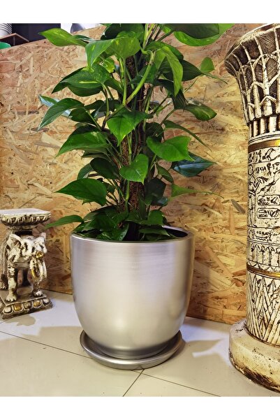Balcony Flower 40 Cm Exclusive Salon Saksı