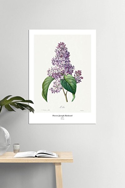 DUWART Premium Çerçevesiz Poster Pierre Joseph Redoute Lilac Poster Lila Leyl...