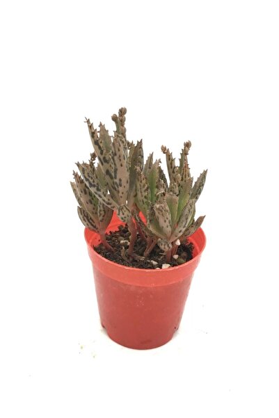 Genel Markalar Kalanchoe Daigremontiana - Aşkın Gözyaşı Çiçeği
