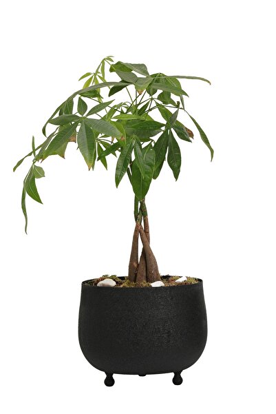 Genel Markalar Lagertha Küçük Saksı Siyah 1026-1