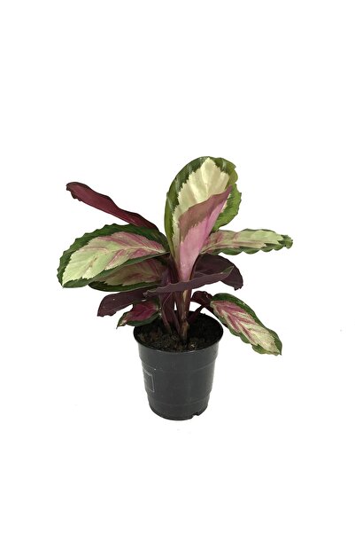 Betonish Calathea Roseopicta 'rosy' (DUA ÇİÇEĞİ)