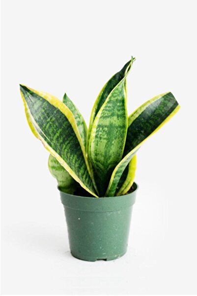 Cemre Garden Sansevieria Laurentii - Paşa Kılıcı - Ev Ofis Salon İç Mekan Bitkisi
