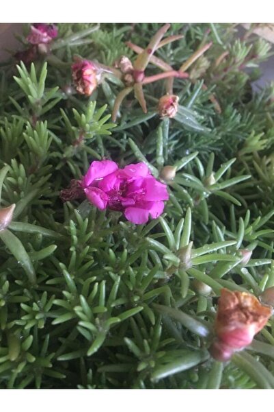 Çiçek Kedi Tırnağı Çiçeği Poşetli Fide 6 Adet