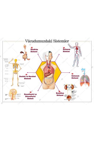 bakposter Vücudumuzdaki Sistemler Okul Posteri Görsel Pano Tablo 50x70 Cm -