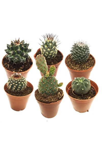 LEVANT Kaktüs Seti 6 Adet Inka