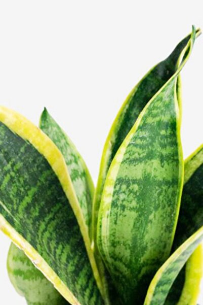 Cemre Garden Sansevieria Laurentii - Paşa Kılıcı - Ev Ofis Salon İç Mekan Bitkisi