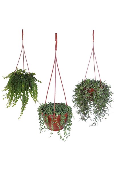 HOBİ VE BAHÇE Altın Kolye - Tesbih Çiçeği - Yakut Çiçeği - Askılı Saksıda - F...