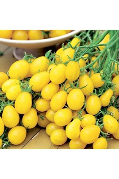 Tohum Dünyam Ildi Domates Tohumu