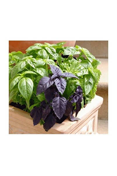 Tohum Dünyam Agrobazaar Yeşil Mor Reyhan Otu 100+ Tohum