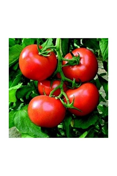 Tohum Dünyam Çanakkale Domates Tohumu / 10 Tohum