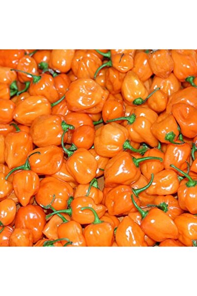 Tohum Dünyam 10 Adet Turuncu Habanero Acı Biber Tohumu