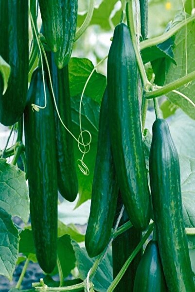 Tohum Dünyam Salatalik Tohumu Bol Verimli 25 Adet
