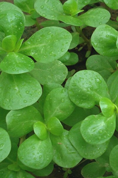 Tohum Dünyam Erkenci, Yediveren Semiz Otu Tohumu / 50 Adet Tohum