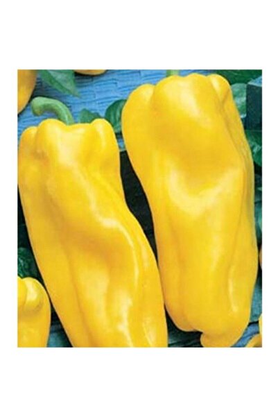 Tohum Dünyam 10 Adet Italyan Nocera Sarı Tatlı Biber Tohumu