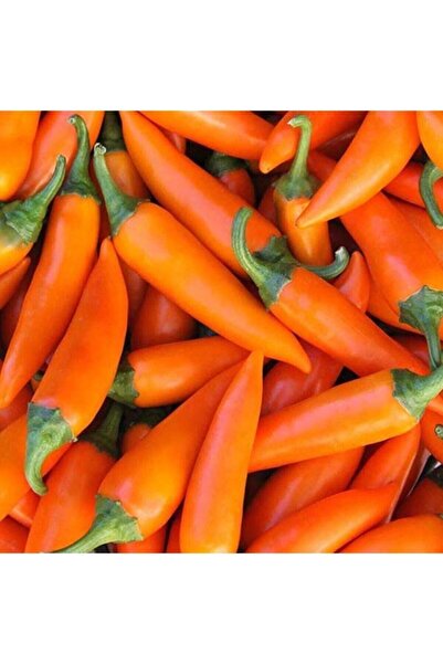 Tohum Dünyam Bulgaristan Havuç Acı Biber Tohumu