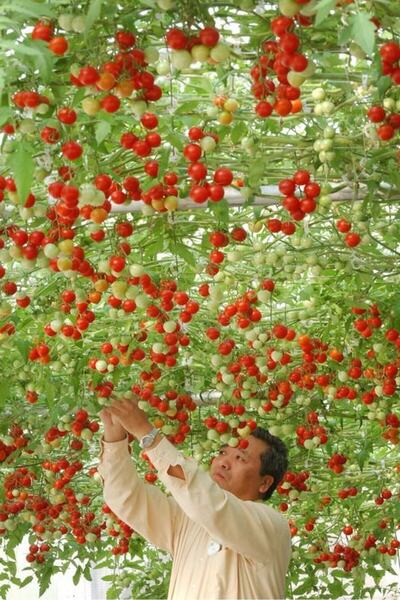 Tohum Dünyam Italyan Domates Ağacı Tohumu / +5 Adet Tohum