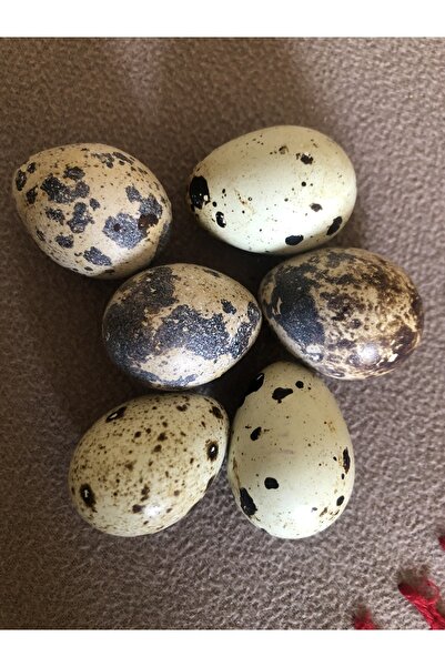 Gli Gatto Coffee Bıldırcın Yumurtası 12’li Kuluçka Makinesi Çıkımı Için