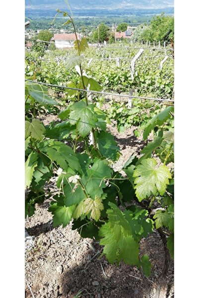 Silver's Naturals Tokat Salamura Bağ Yaprağı Ince Damarsız- 5kg X 2 Adet
