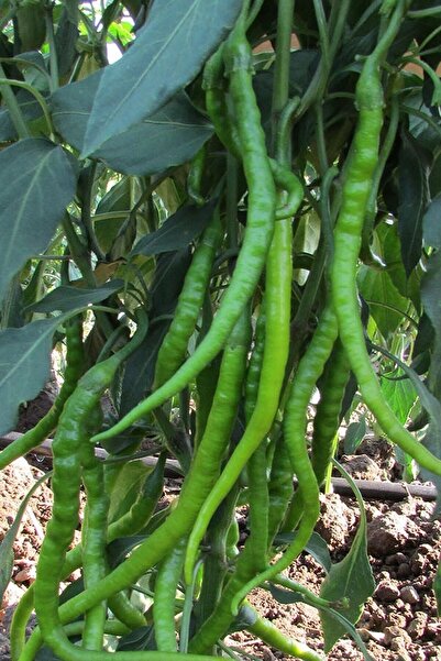 Tohum Dünyam Sivri Tatlı Kıl Biber Tohumu 50 Adet