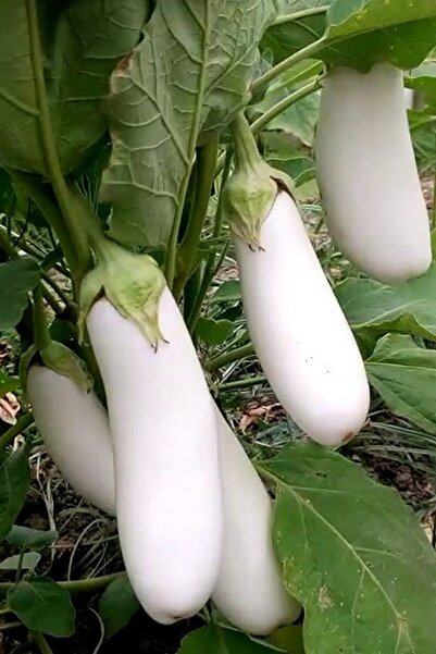 Tohum Dünyam Organik Beyaz Patlıcan Tohumu / 5+ Adet Tohum