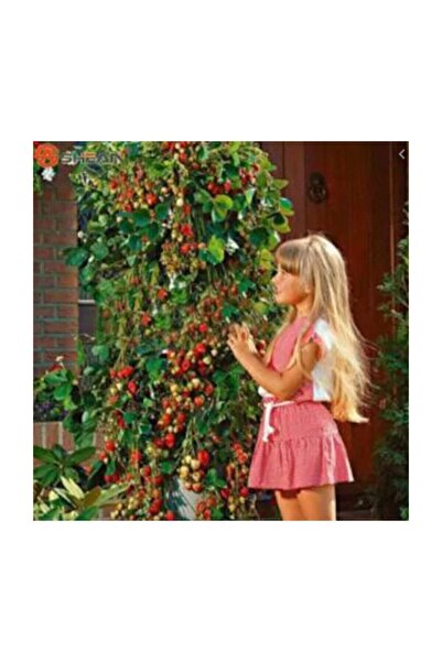 Tohum Dünyam Süper Paket 150 Adet Tohum Ithal Nadir Alman Çilek Ağacı Tohumu Sırık Çilek Tohumu