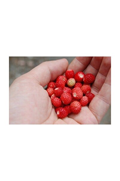 Tohum Dünyam Yayılıcı Dağ Çileği Tohumu 10 Adet Tohum Yabani Çilek Tohumu