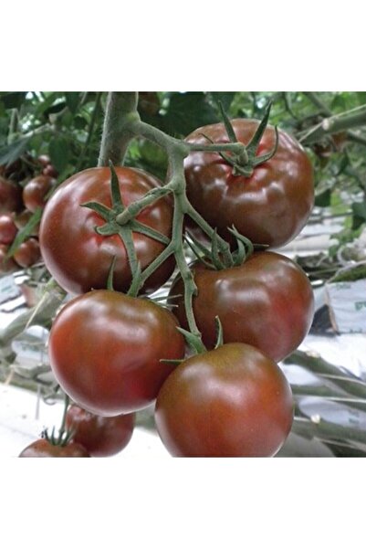 Tohum Dünyam Siyah Sırık Domates Tohumu