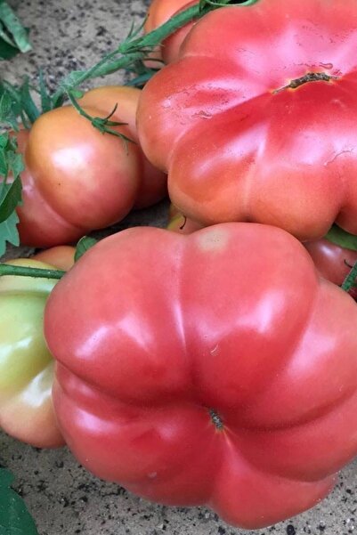 Tohum Dünyam Organik Pembe Domates Tohumu / 5+ Adet Tohum