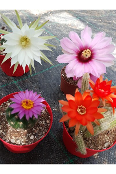 Toptan Kaktüs 5 Litre Kaktüs Toprağı