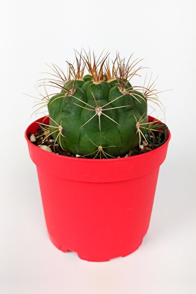 Toptan Kaktüs Gymnocalycium Marquezii Kaktüs Büyük Boy 8.5 Cm Kırmızı Saksıda